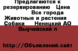 Предлагаются к резервированию › Цена ­ 16 000 - Все города Животные и растения » Собаки   . Ненецкий АО,Выучейский п.